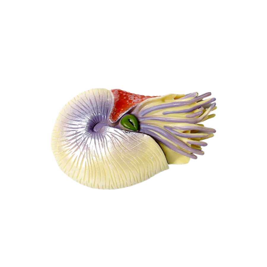 Marine Toy Animals Nautilus Fi - đánh giá và giá Kids Toys Reviews